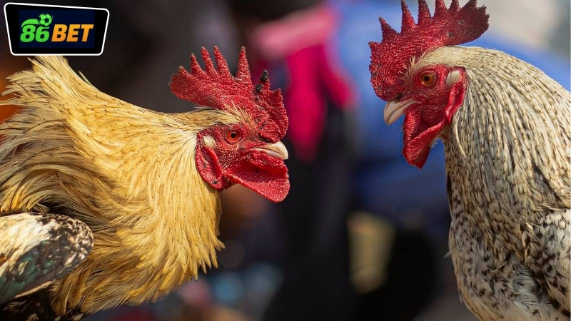 Các trường gà hỗ trợ cược đá gà tiền thật 86BET