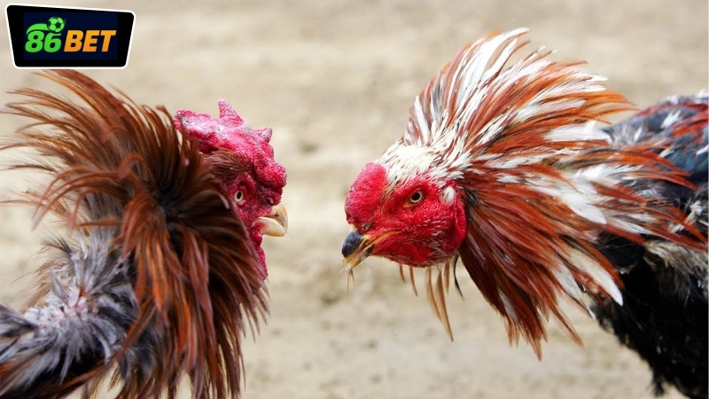 Hướng dẫn tham gia đặt cược đá gà Campuchia 86BET