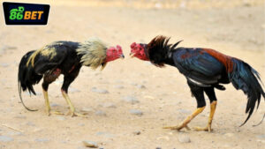 da-ga-campuchia-86bet