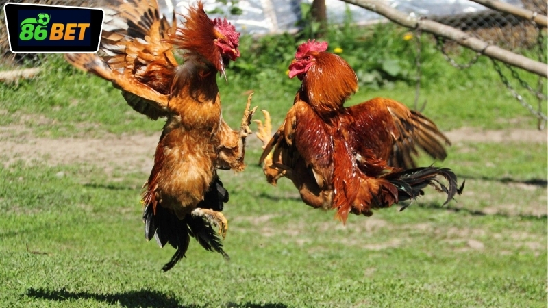 Hướng dẫn tham gia đặt cược đá gà SV388 86BET chi tiết nhất