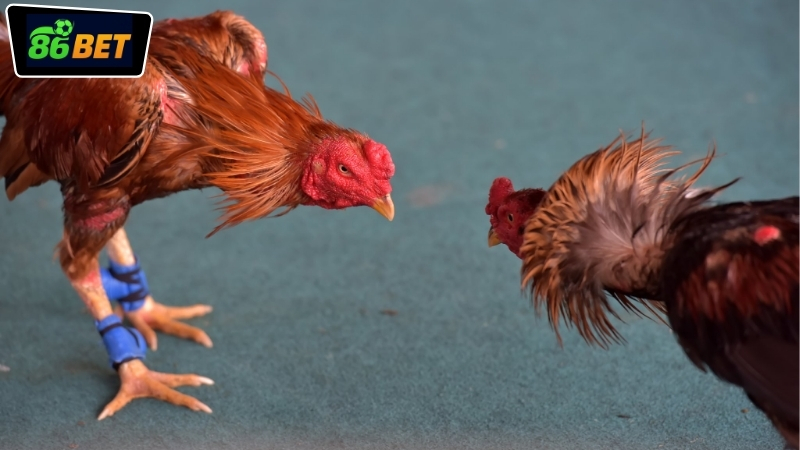 Những bí quyết và kinh nghiệm thắng đá gà 86BET hiệu quả nhất