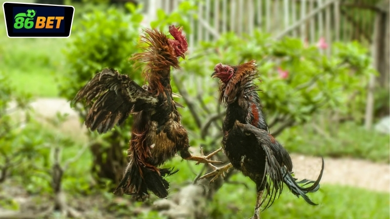 Hướng dẫn áp dụng kinh nghiệm thắng đá gà 86BET cho người mới