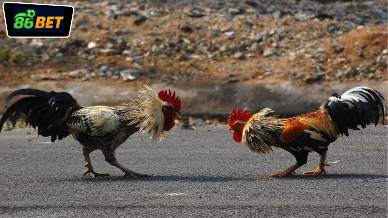 Lịch thi đấu và cập nhật các trận đá gà trực tiếp tại nhà cái 86BET